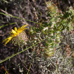 Cullumia setosa setosa