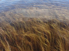 Schoenoplectus subterminalis