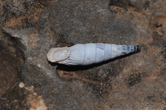 Albinaria corrugata