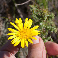 Cullumia setosa setosa