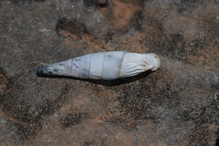 Albinaria corrugata
