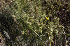 Cullumia setosa setosa