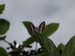 Adelpha corcyra corcyra
