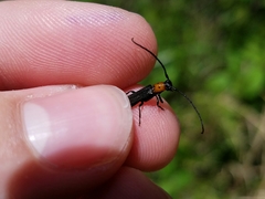 Oberea perspicillata