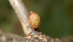 Andricus deciduatus