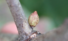 Andricus deciduatus