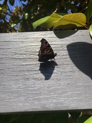 Aglais io