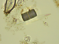 Amphipleura pellucida