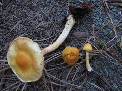 Cortinarius lewisii