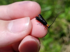 Oberea perspicillata