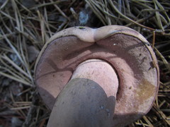 Tylopilus violatinctus