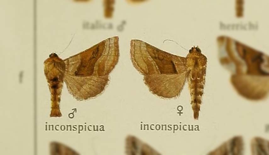 Euchalcia inconspicua