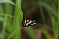 Sarbia