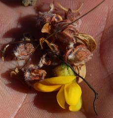 Aspalathus triquetra