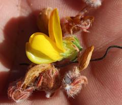 Aspalathus triquetra