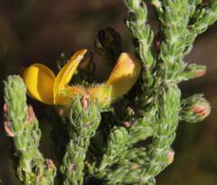 Aspalathus triquetra