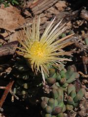 Mesembryanthemum nitidum