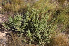 Aspalathus triquetra