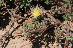 Mesembryanthemum nitidum