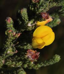 Aspalathus triquetra