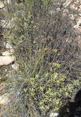 Crassula mollis