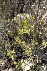Crassula mollis