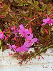 Heterocentron elegans