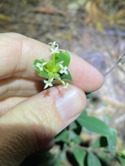 Pimelea gigandra