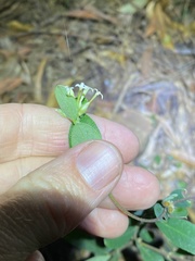 Pimelea gigandra