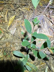 Pimelea gigandra