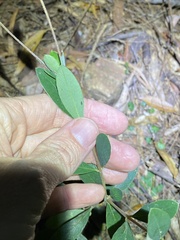 Pimelea gigandra