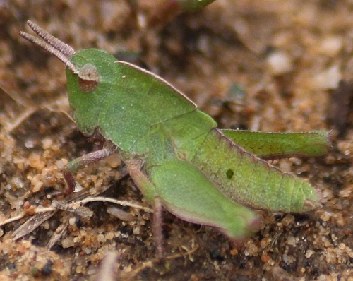 Green-striped Grasshopper, photo 3 of 10