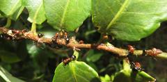 Atopomyrmex mocquerysi