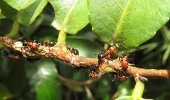 Atopomyrmex mocquerysi
