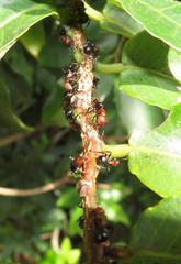 Atopomyrmex mocquerysi