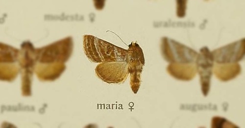 Euchalcia maria