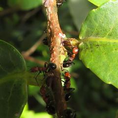 Atopomyrmex mocquerysi