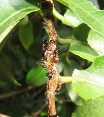 Atopomyrmex mocquerysi