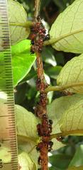 Atopomyrmex mocquerysi