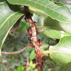 Atopomyrmex mocquerysi