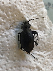 Carabus taedatus