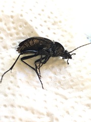 Carabus taedatus