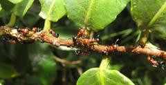 Atopomyrmex mocquerysi