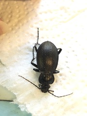 Carabus taedatus