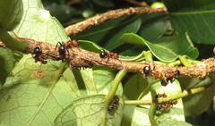 Atopomyrmex mocquerysi