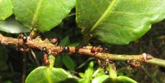 Atopomyrmex mocquerysi