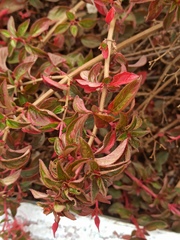Heterocentron elegans
