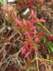 Heterocentron elegans