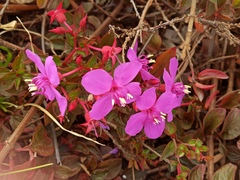 Heterocentron elegans