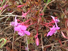 Heterocentron elegans